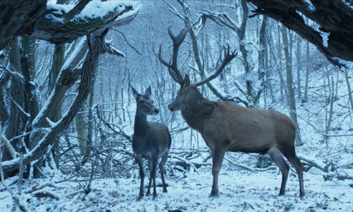 fuckyeahwomenfilmdirectors:On Body and Soul dir. Ildikó Enyedi (2017)