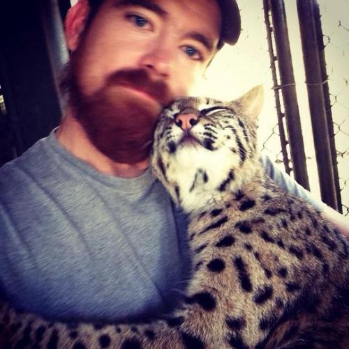 woefulbadger2:  pleatedjeans:  30 Big Cats Caught Being Adorable  Big cats are the same as little cate…. Just bigger