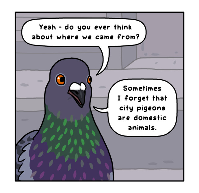 In panel 2, there's a closeup of the first pigeon. They say "Yeah - do you ever think about where we came from? Sometimes I forget that city pigeons are domestic animals."