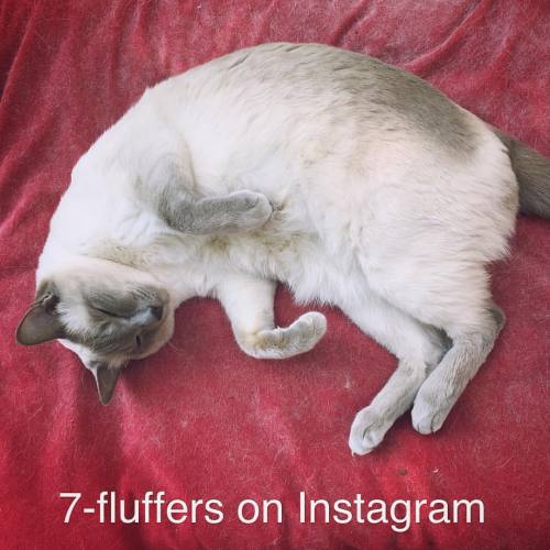 We&rsquo;re now on Instagram!  #7fluffers #siamese #catsofinstagram