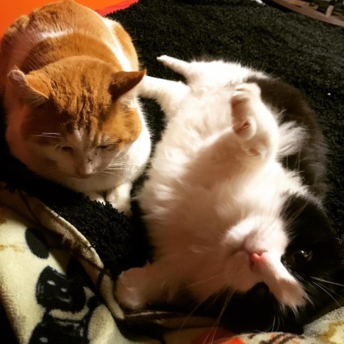 <p>Happy #caturday from Buster and Gretsch. Today’s activities include naps and meowing for no apparent reason. (I know some of our campers have been worried because they know about our “dog in/cats out” policy but we’re not ogres. It’s 11 degrees outside and they’re downstairs in Andy’s House.) #orangeandwhitecat #blackandwhitecat #theyrebigboned  (at Fiddlestar)</p>