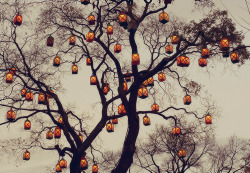 year round autumn & halloween