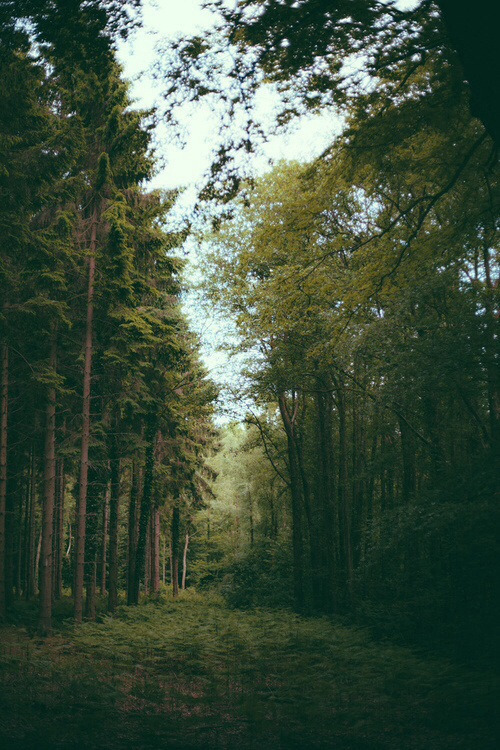 seathes:  _