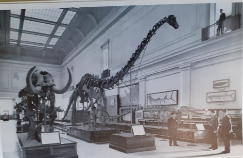 electricnik:\The original Dippy. I found this photograph by Antony Stewart in an old copy of Nationa