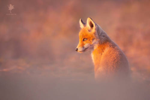 Red Fox Kit by Roeselien Raimond Camera: Canon EOS 5D Mark III Lens: Canon EF 100-400mm f/4.5-5.6L I