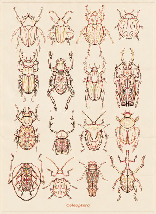 banditjoj: Beetles, more formally known as the order Coleoptera