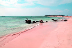Yung-Odx:  Art-Asylum:  The Sand Of Elafonissi Is In Many Places Pinkish Due To The