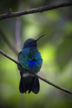 loveforearth:  Hummingbird by juan camilo