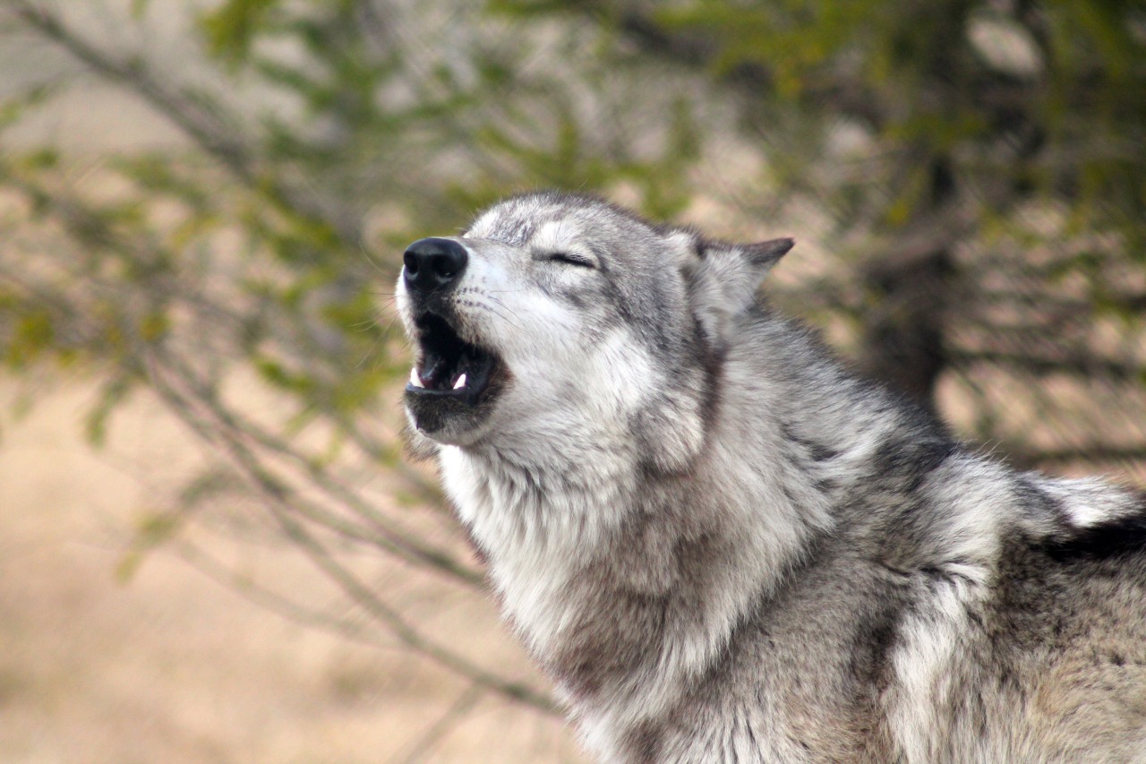 wolfparkinterns:  Timber 