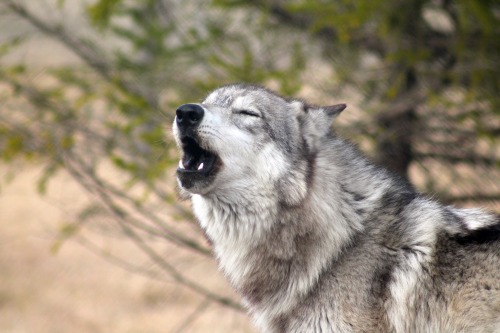 wolfparkinterns:  Timber 