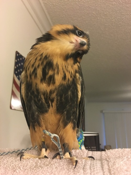 hawk-feathers: Baby falcons are stupid cute. ❤️❤️❤️ I’m gonna miss this stage when he grows up.