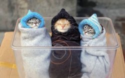 I’ll take three purritos to go, please