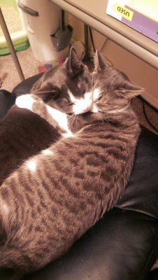 awwww-cute:  My brother doesn’t reddit but I think his cats deserve to be seen