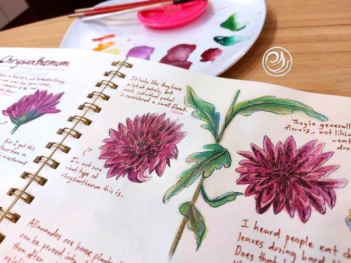 The 11th page of the naturalist journal is all about colourful flowers! Coincidentally, these two fl