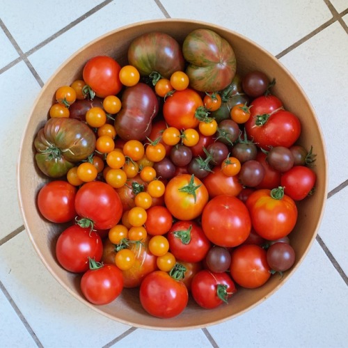 A midsummer tomato haul from my parents’ garden. 