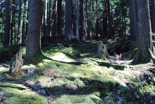 matchbox-mouse:Dappled light on the forest floor. Vancouver, BC.