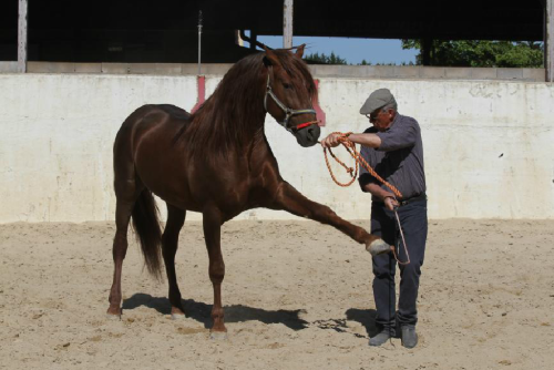 transperceneige: MEL DE ROMANI   Pure spanish horse, stallion, 6 years old, 1m66. For sale. Source