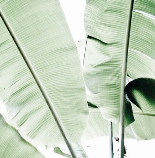 foolishaesthetics:Mood Board: Mint