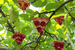 intentandoseringeniero:  Árbol de pizza, lo necesito. 