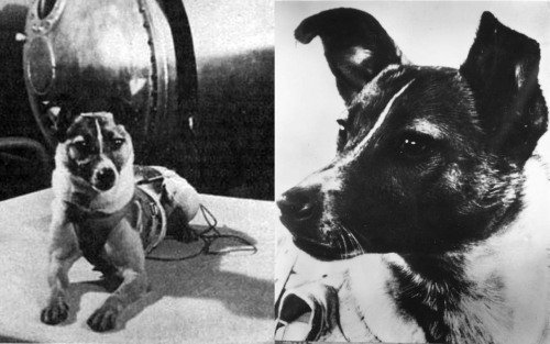 November 3 1957, The Soviet Union Launches The First Animal Into Space—a Dog Name Laika—aboard The