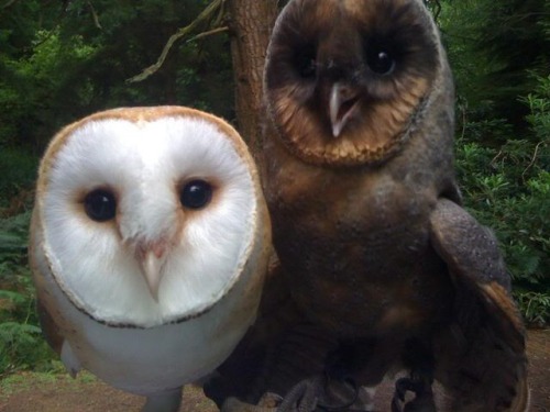 darthxinvader:  becausebirds:  Meet Sable, the 1 in 100,000 melanic (oppsite of albino) Barn Owl that wasn’t rejected by its mother for its unique dark coloring.  Oh my god 