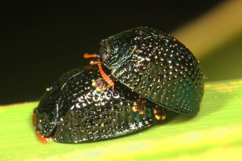 onenicebugperday:Palmetto tortoise beetle, Hemisphaerota cyanea, Chrysomelidae, adults and