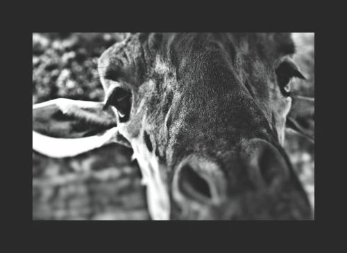 @sanantoniozoo #shotbydarling #animals #wildlife #giraffe #africa #blackandwhitephotography #xplicit