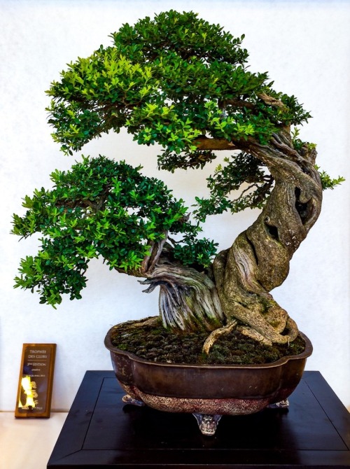 naedokobonsai - Buxus Sempervirens, Veyrier, Switzerland.