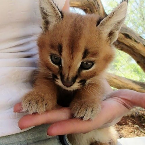 wildlifediary:  thebabyanimals  
