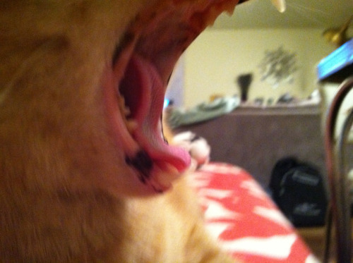 chasingcoolness:YAWN