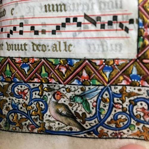 muspeccoll: #ManuscriptMonday: A bird and a bug fight it out in the margins of #Mizzou’s illum