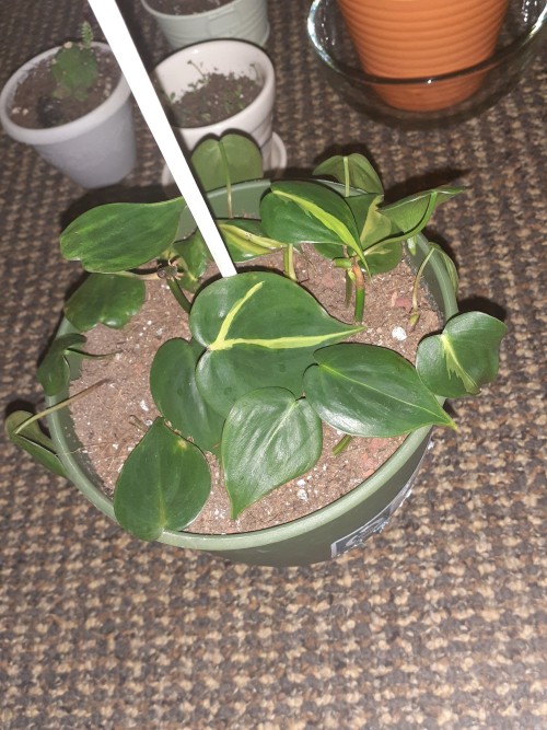 Some Of My Plants Have New Leaves