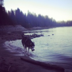 thehaileyhavok:  #scenic #husky #sunset at #basslake 