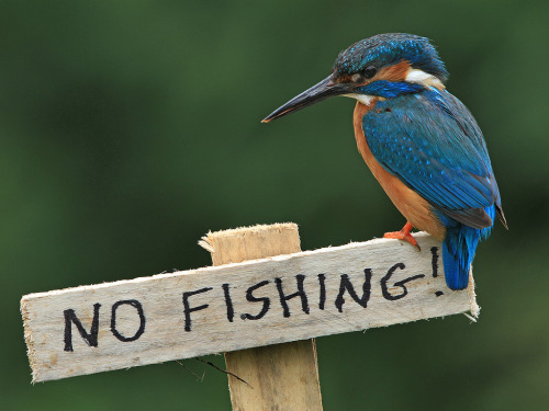 “No Fishing” by Jamie MacArthur