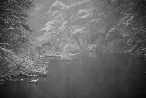 Snow and Mist on the Ausable River