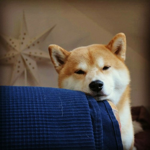 Pretty sleepy shiba