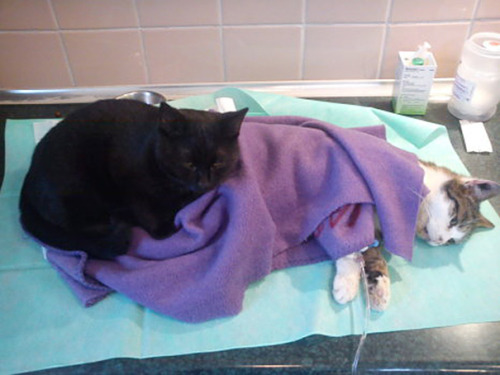 artwoonz:  I will tell you the story of the nurse cat radamenes  Incredible Nurse Cat From Poland Looks After Other Animals At Animal Shelter  Radamenes, an angelic little black cat in Bydgoszcz, Poland, has come through hell and high water to help the