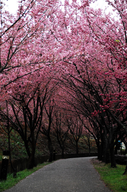 DSC_3965 武陵農場 賞櫻(紅粉佳人)很美的櫻花隧道 By : Buddy8d(Do not remove credits)