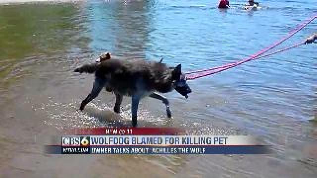 Proper Wolfdog Care