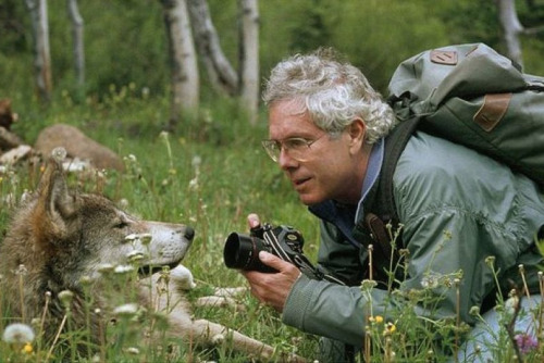 nubbsgalore:  jim and jamie dutcher, determined to show “the hidden life of wolves”, lived for six years with a pack of wolves in the idaho wilderness of yellowstone. a constant but unobtrusive presence, the dutchers earned the unshakable trust of