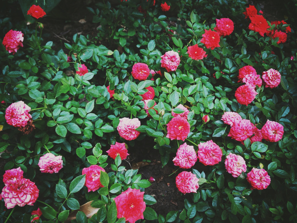 bluenight91: “Nếu tôi đã thích hoa hồng, tường... - Những ...