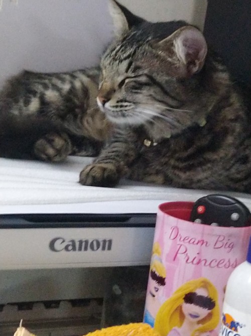 Behold, Mine Itty Bitty Bebes. The Flooff Ball Treating A Canon Printer As A Bed Is Coco And The Cushion