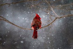 nubbsgalore:  photos by mike segar, tom preddy, richard bowler, aubrey meffray, cheryl baxter, nikographer, richard austin and david duprey. click pic for birds. (more animals in winter) 