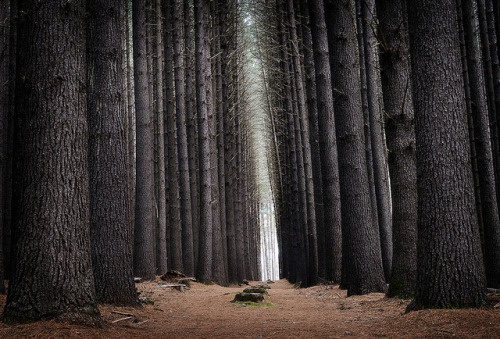 ancientdelirium: Sugar Pine Forest by Colin_Bates on Flickr.
