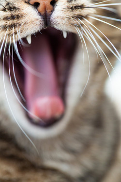 89cats:  Big Mouth by Justin Bloom on Flickr.