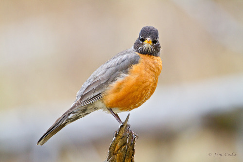 American Robin