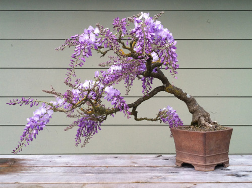 asylum-art:Wisteria bonsai proves big beauty comes in small packages-DDN JapanAs you probably alread