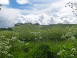 geopsych:The Cherhill White Horse, June 2015.