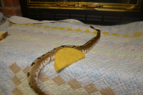 slightly-aboveaverage:SNACO (snake + taco) she did not like the taco shell for some reason…