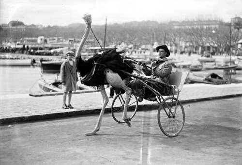 Autruche attelée à un sulky, Cannes, Alpes-Maritimes, 1927. Photo : Agence Rol.